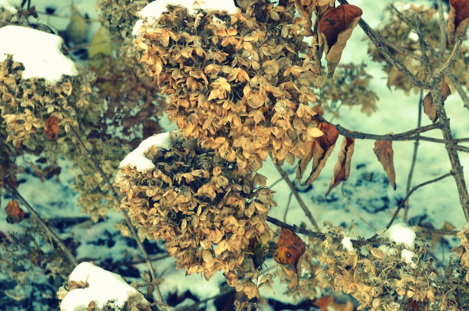 Winter hydrangea's