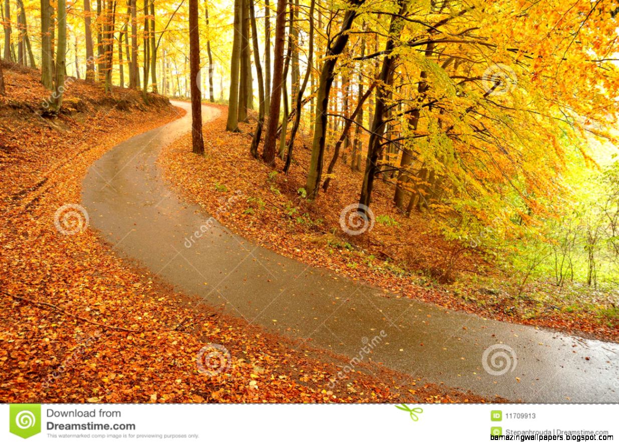 Beautiful Autumn Trees And Road Stock Photos Image 11709913 Beautiful Autumn Trees And Road Stock Photos Image 11709913