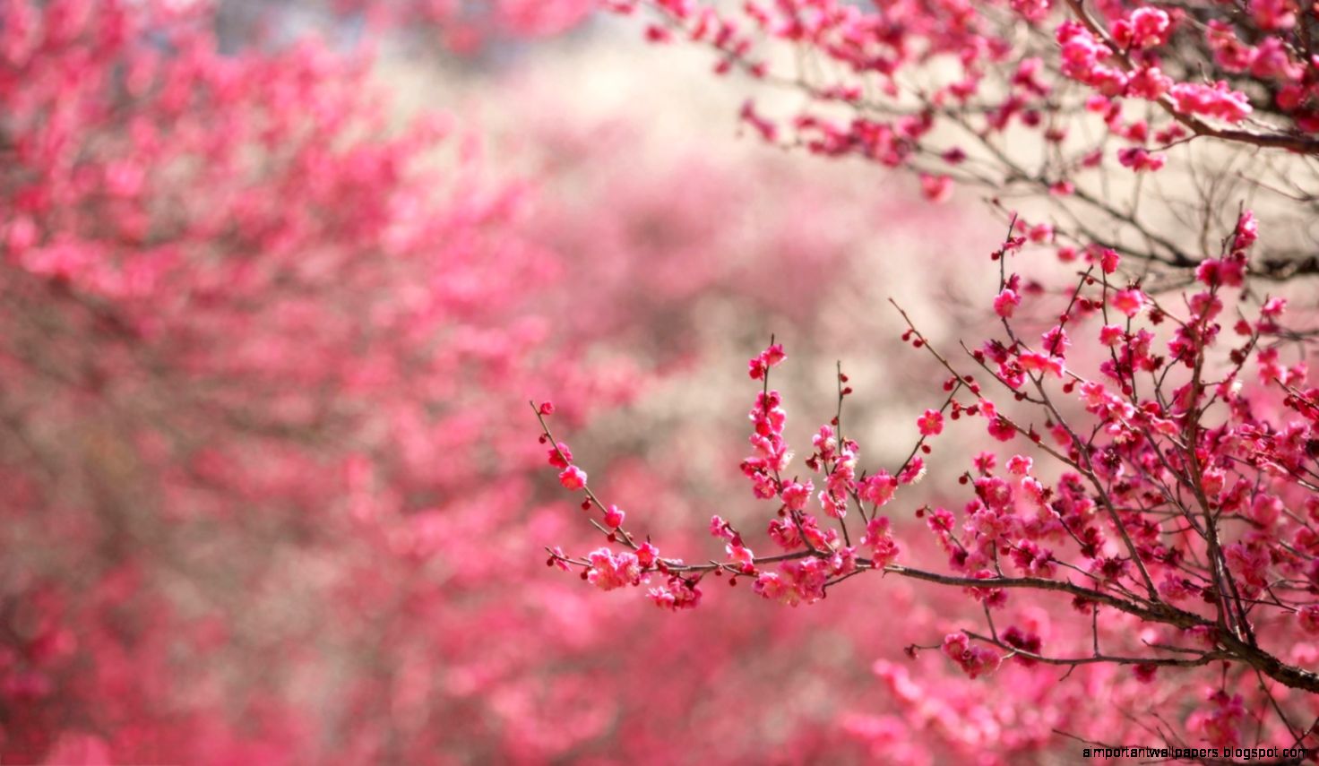 Cherry Blossom HD Wallpapers   HD Wallpapers Inn Cherry Blossom HD Wallpapers   HD Wallpapers Inn
