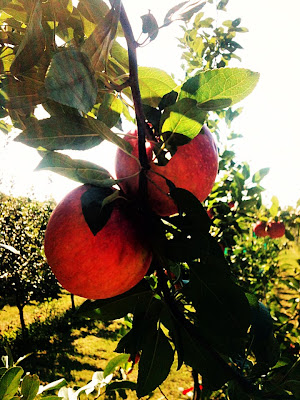 appletree - Apple Orchard Photoshoot