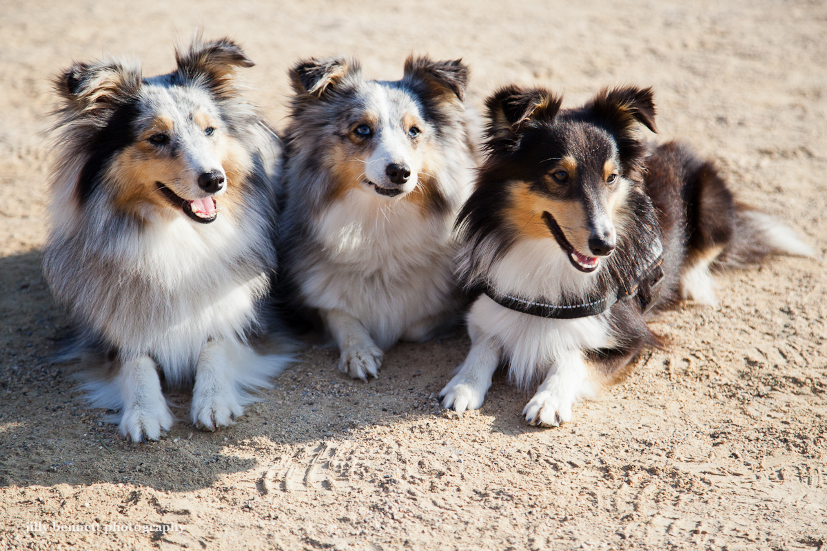 RIVIERA DOGS Three Shelties