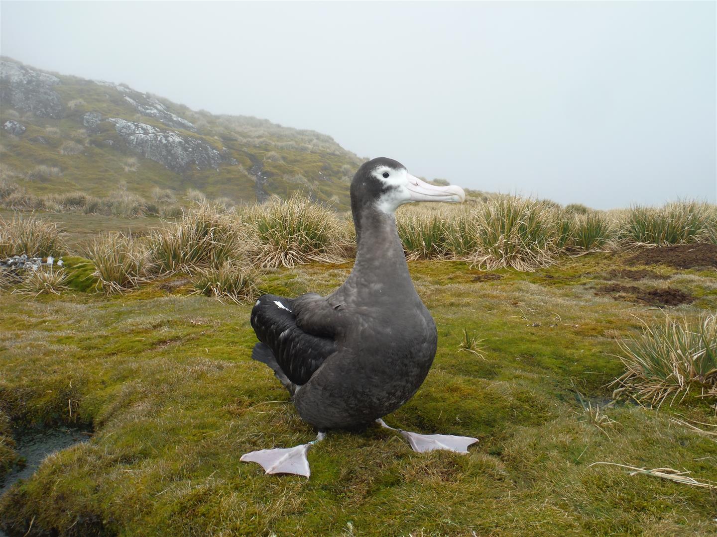 Nature's Freedom Arrival at Bird Island, South