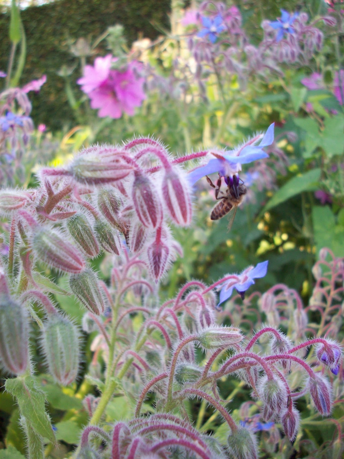 Blue Borage Herbs for Pollinators