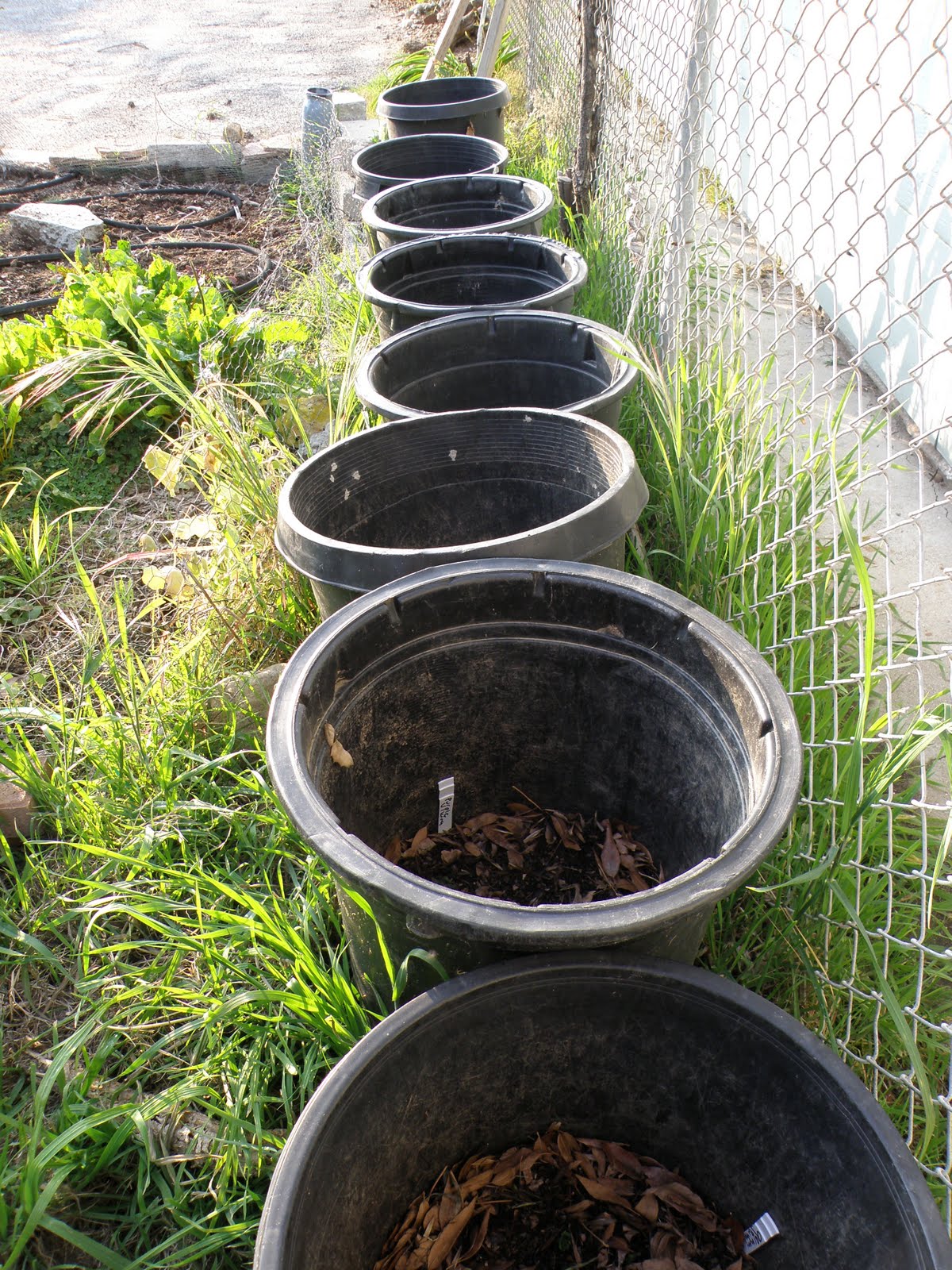 A Thinking Stomach Starting Potatoes