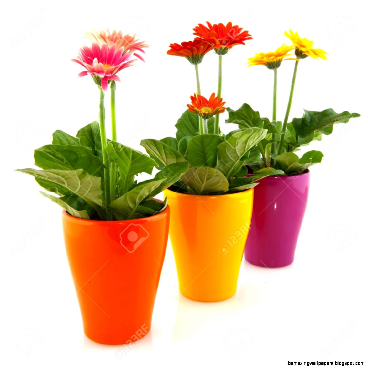 Colorful Gerber Plants In Flower Pots Isolated Over White Stock Colorful Gerber Plants In Flower Pots Isolated Over White Stock