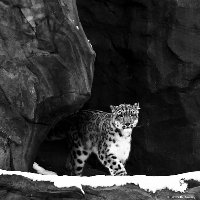 Green Cat Photography Dancing Snow Leopard