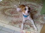 Meu Cachorro