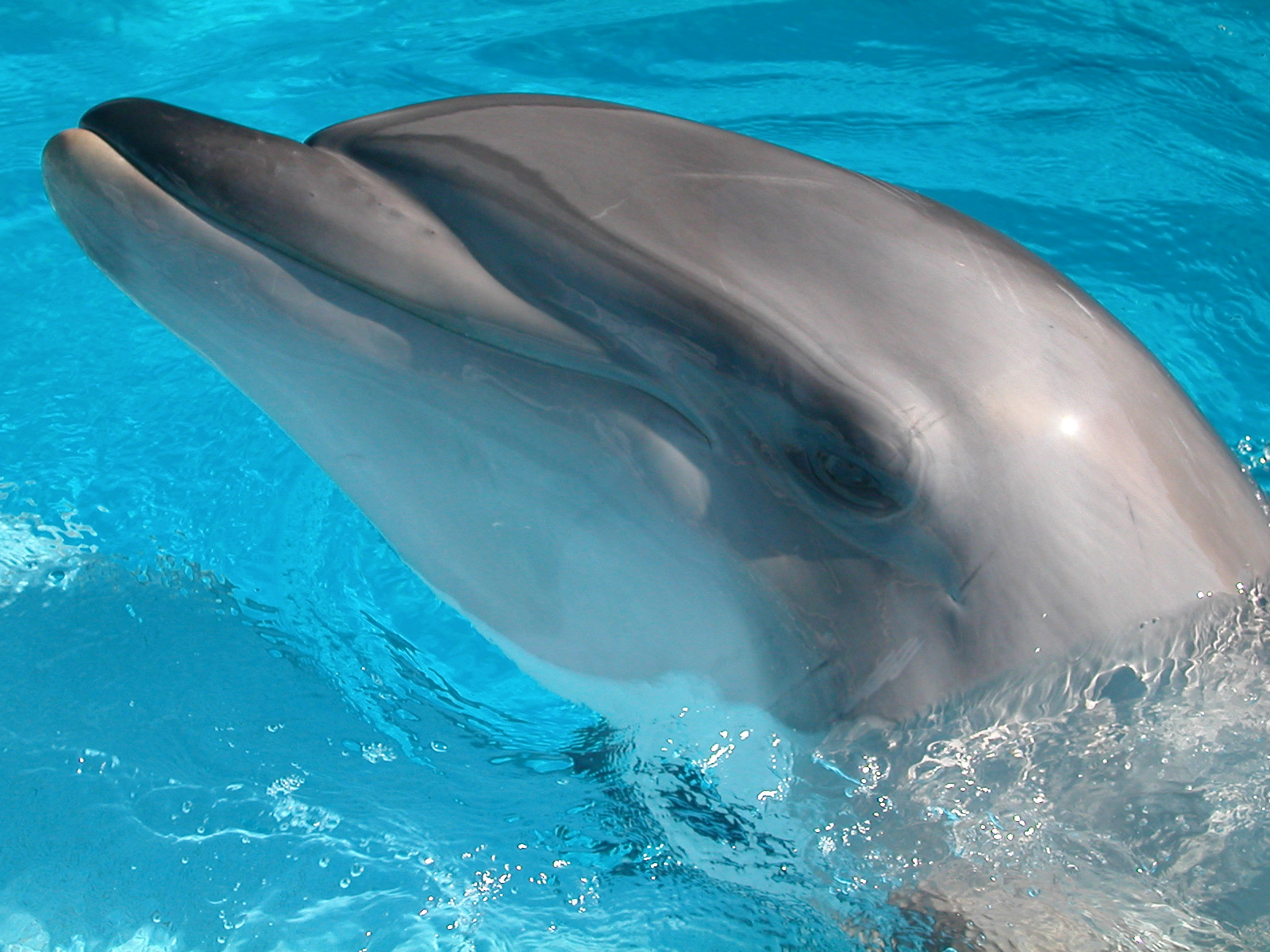 bottlenose dolphin bottlenose dolphin