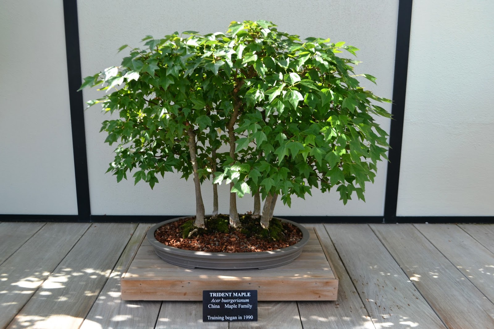 It's All About Purple The Bonsai in Longwood Gardens...