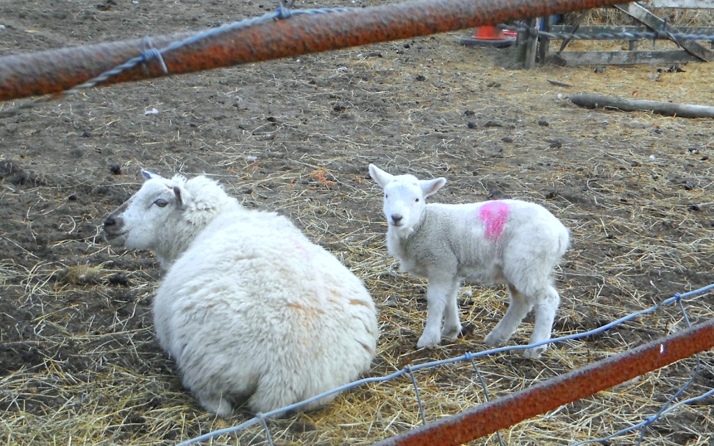 Staffordshire Photo Bad time for lambs