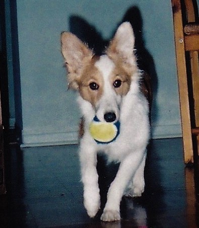 Hamish as a puppy