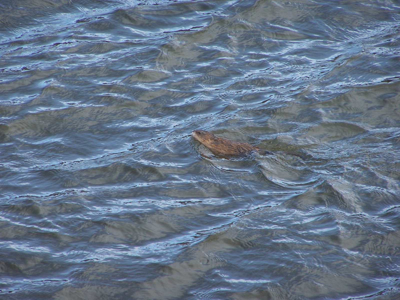 Kangaroo Swimming
