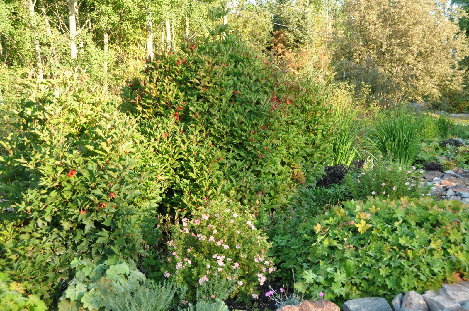 Northern Exposure Gardening New Perennials and Shrubs