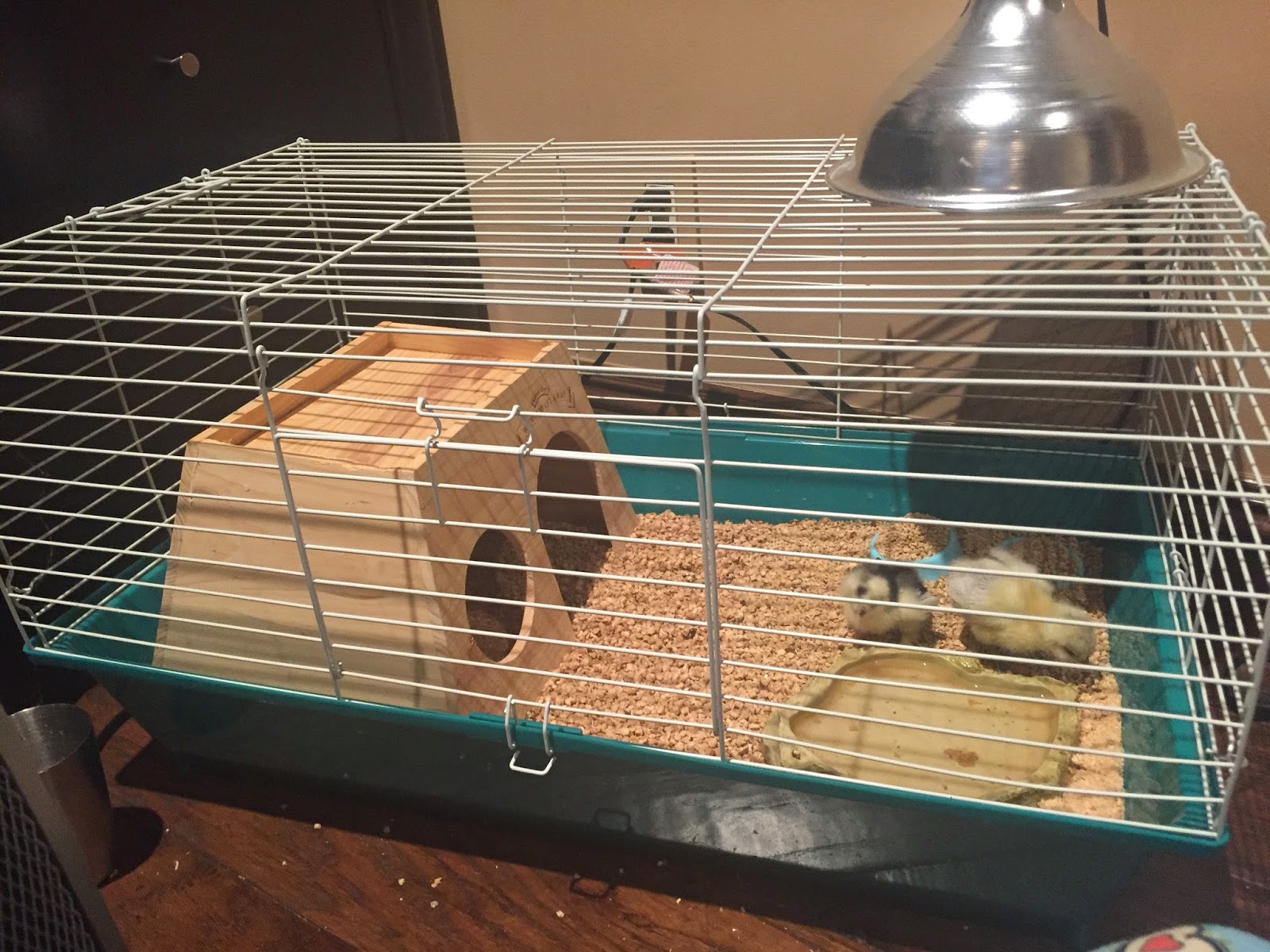 The Wondrous Experience of Fostering Chicks Cage Tour! (Part One)