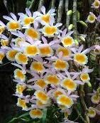 Phuket Orchid