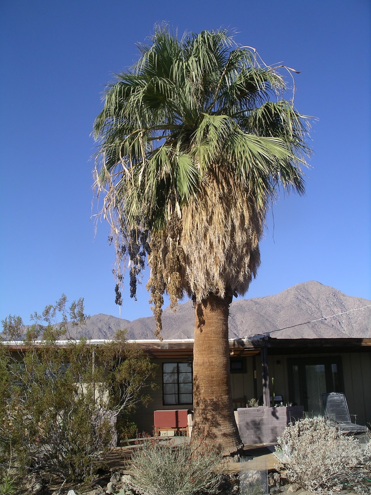 A California Native Plant Garden in San Diego County