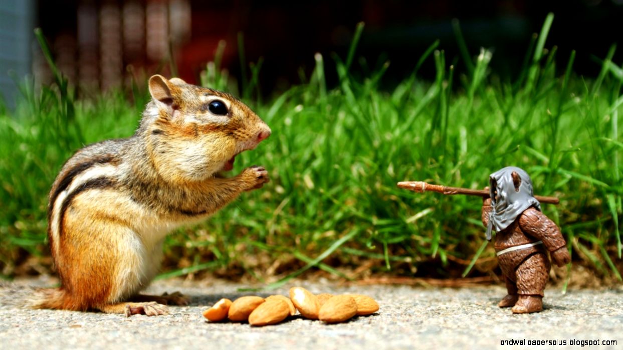 Funny Star Wars Animals Funny Star Wars Animals