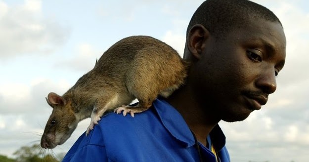 Chinês capturou rato gigante  O blog do chaparral - Glória do Ribatejo