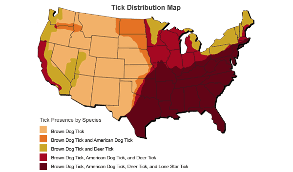 Can American Dog Ticks Live Indoors Can American Dog Ticks Live Indoors