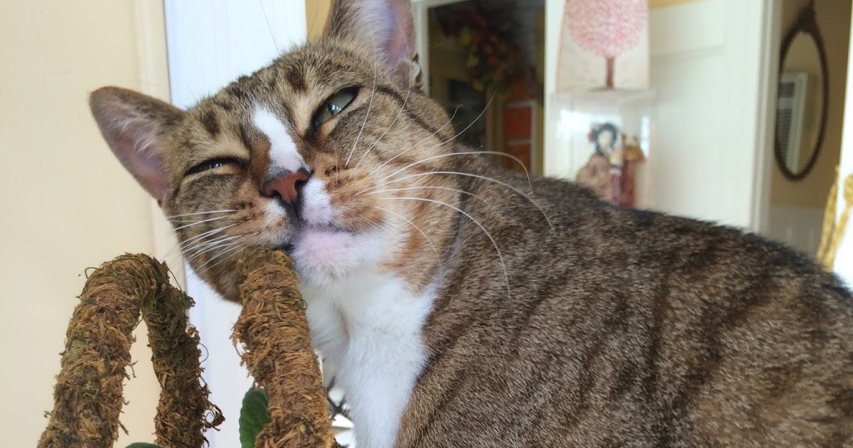 THE GUIDO GAZETTE Chin Scratching In A Man Cat Way