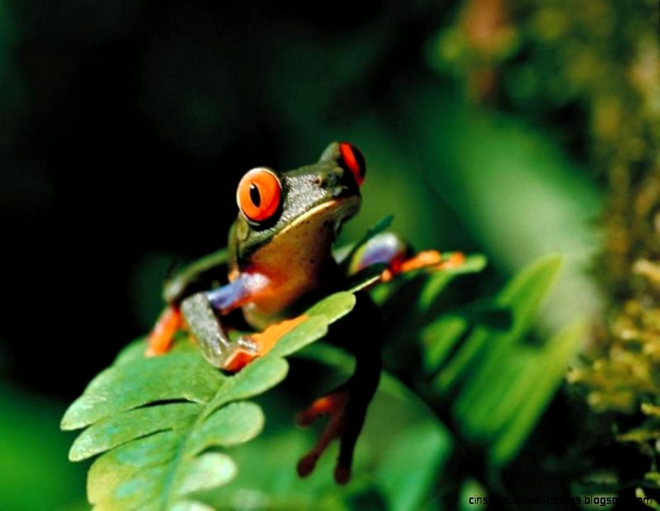 Red Eyed Tree Frog Red Eyed Tree Frog