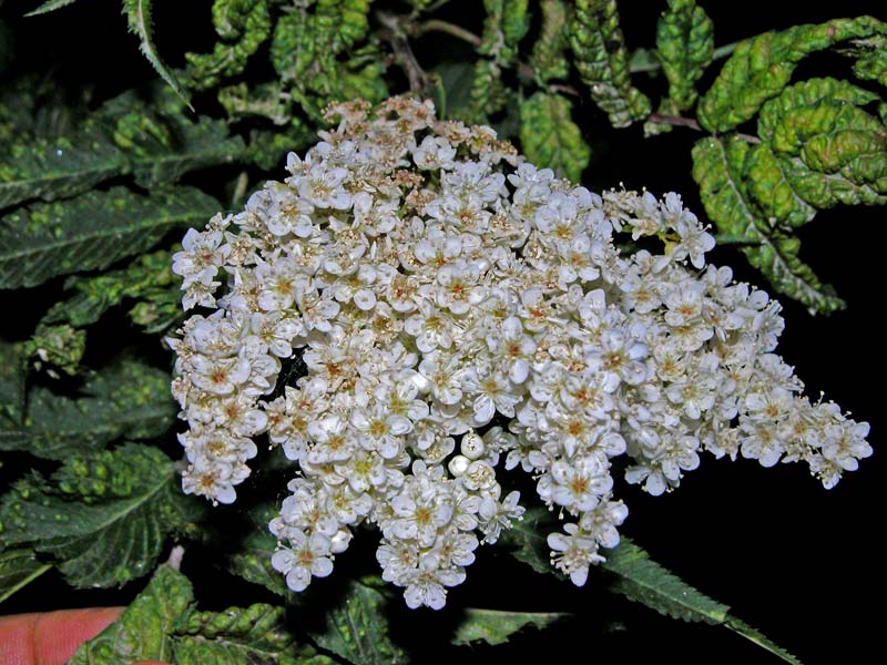 Plants Environment Spiraeas