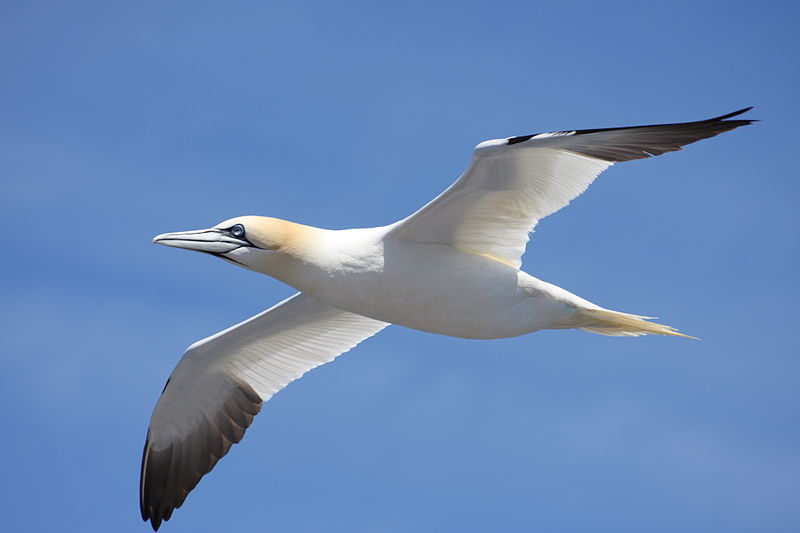 Alam Mengembang Jadi Guru Burung Rudal Gannet