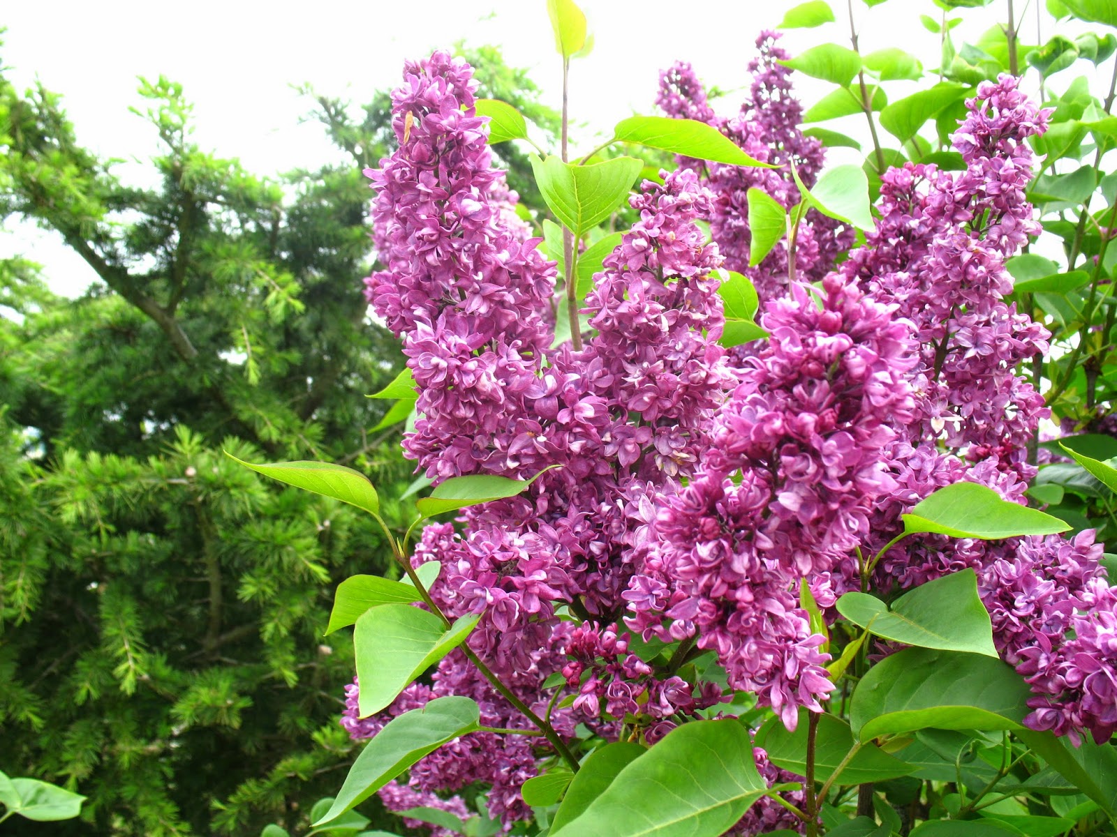 Roses Du Jardin Cheneland