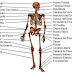 El Sistema óseo