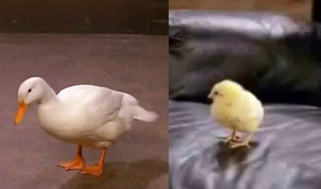 04 The Duck and Chick Friends famous pets from TV and movies 1