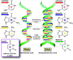 Perbedaan RNA dan DNA