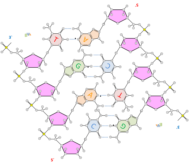 cadena de adn direccion png la ciencia de la vida cadena de adn direccion png la ciencia de la vida