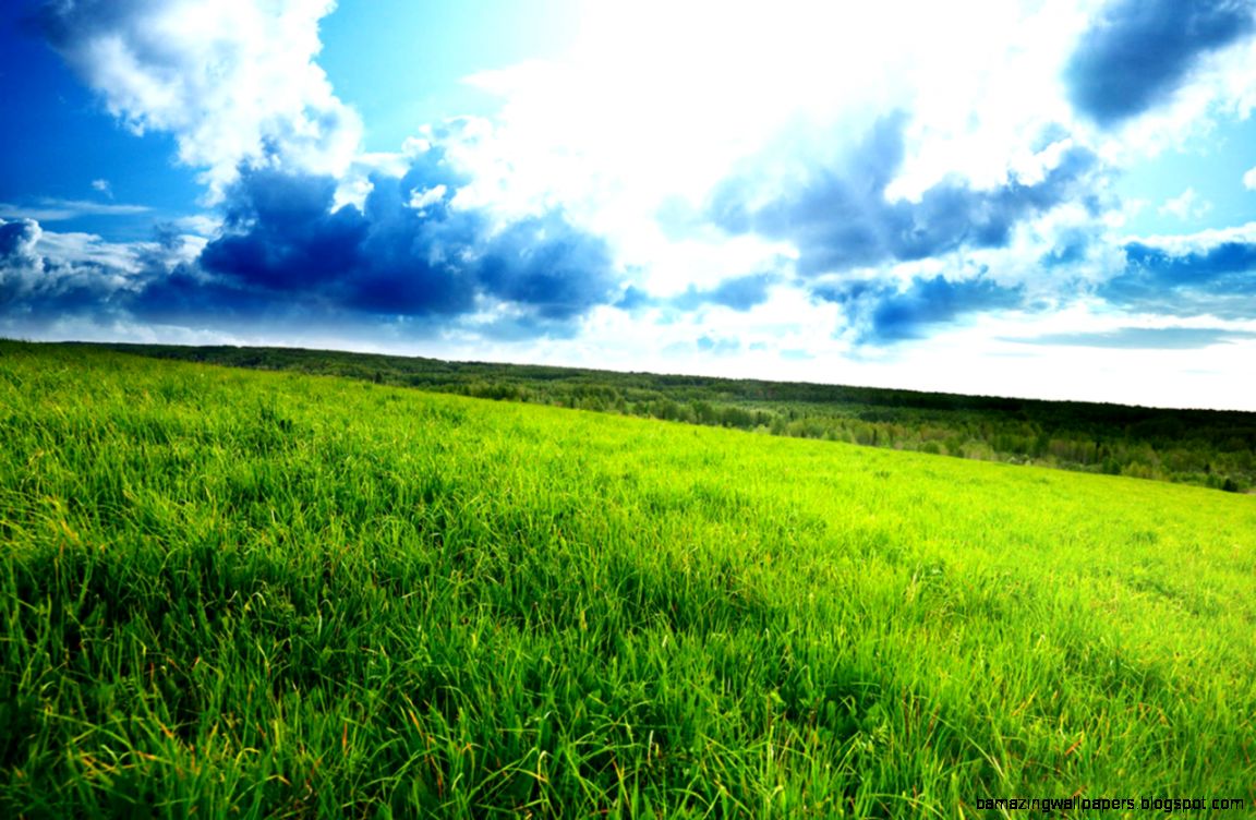 Fresh and rich green natural beauty photography wallpaper 7 Fresh and rich green natural beauty photography wallpaper 7