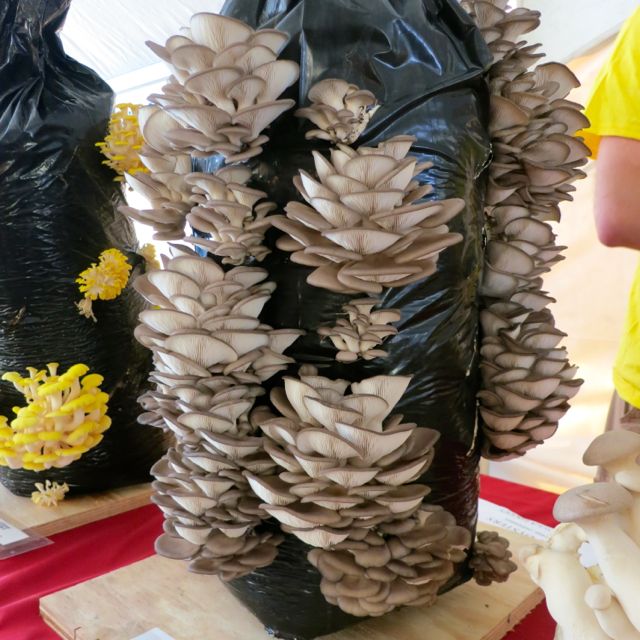 The Veracious Vegan Annual Mushroom Festival in Square, PA