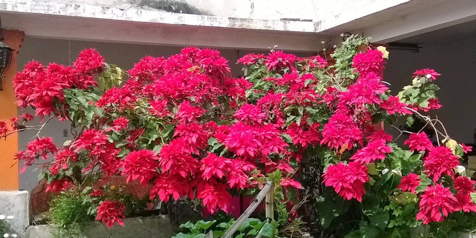 Flores y Árboles: Nochebuena o Poinsettia