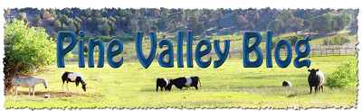Pine Valley Blog