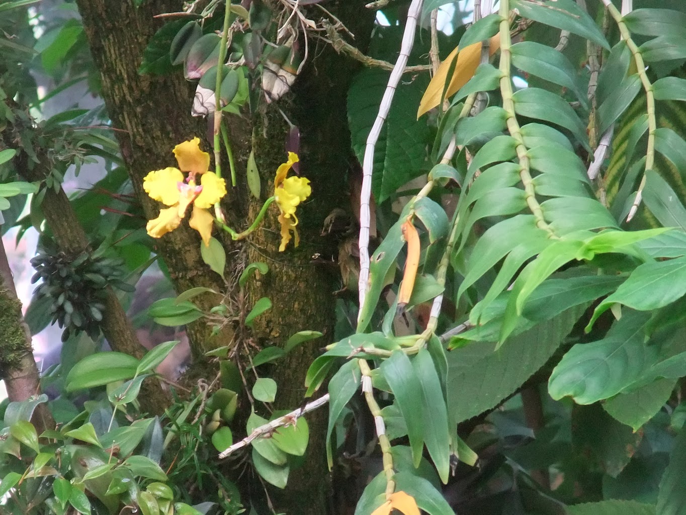 Plant World Ribes Aureum