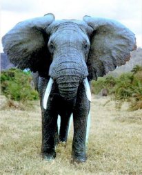 Big Teal Elephant