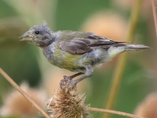 Burung Cendet Mabung