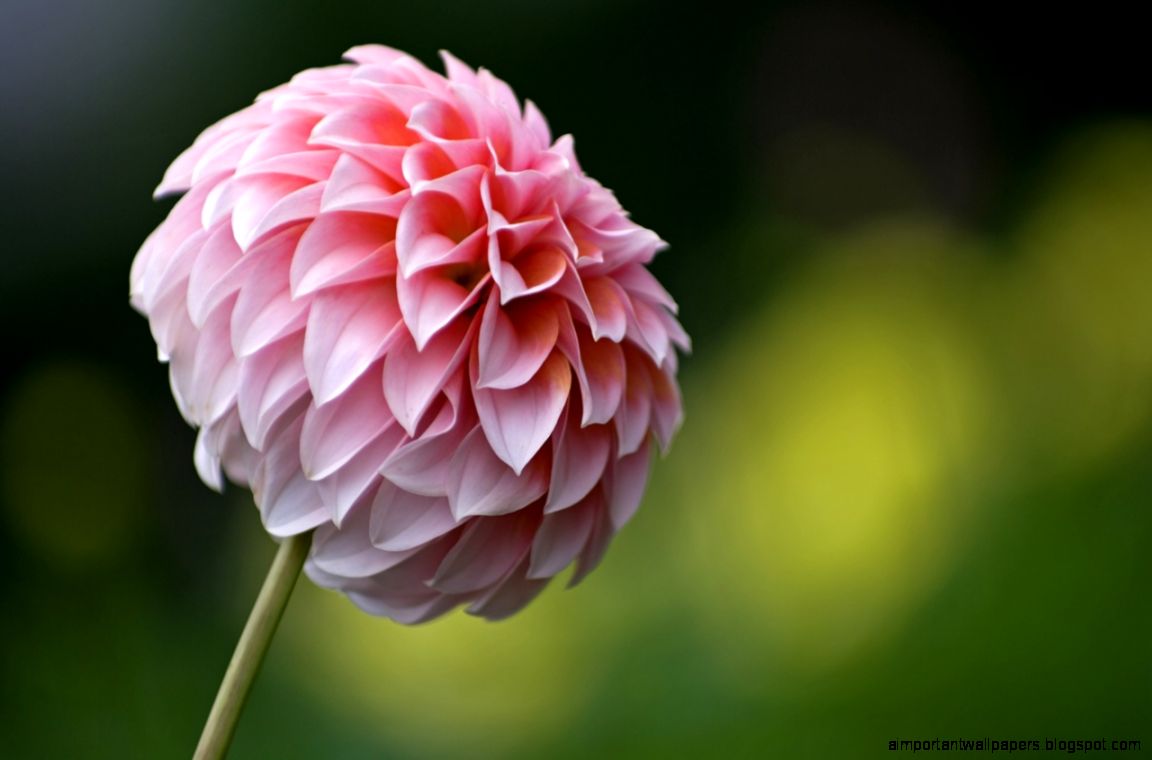 Dahlia Wallpaper 3934 1280 x 800 Dahlia Wallpaper 3934 1280 x 800