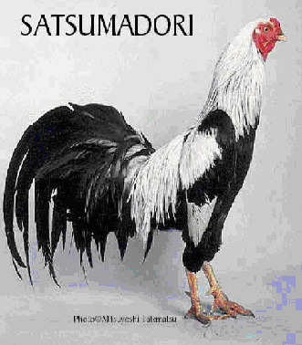 galo de ouro