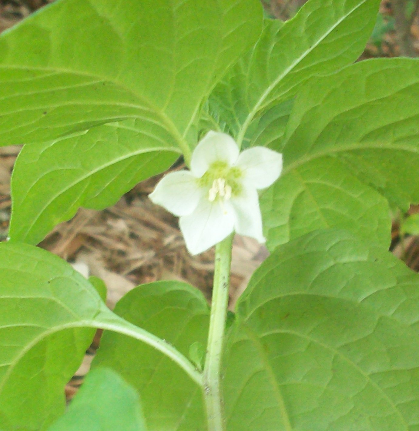 Dawn�s Garden Chinese Lantern plant