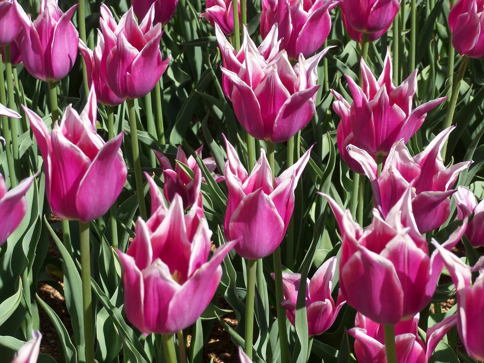 Beyond The Garden Gate Tulips are special!