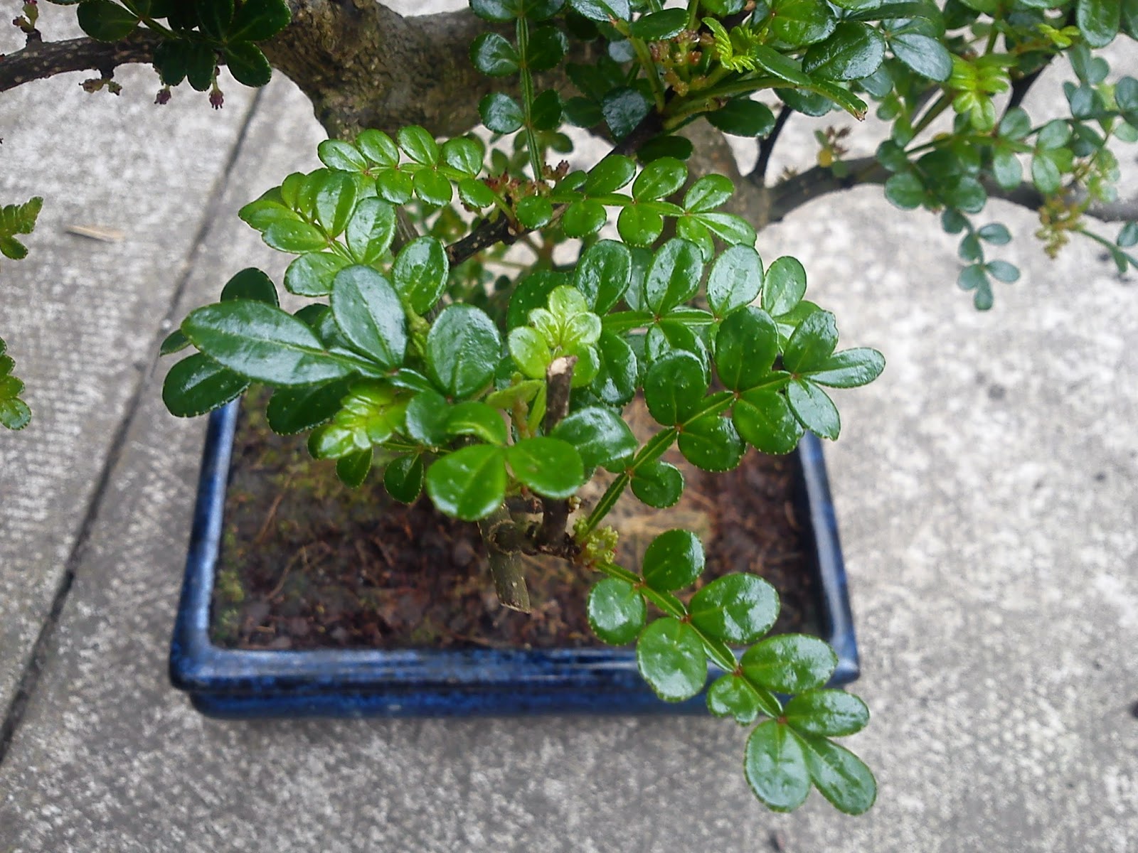 BONSAI JAPANESE PEPPER TREE (ZANTHOXYLUM PIPERITUM) GARDENER'S WORD