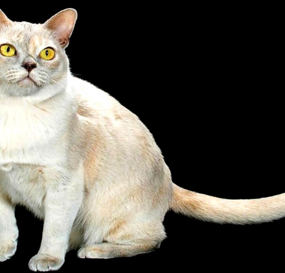 Cute Burmese Cat Hd Wallpapers 800x600PX Cat Hd Wallpapers Cute Burmese Cat Hd Wallpapers 800x600PX Cat Hd Wallpapers