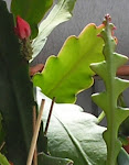 Muda de cactus orquídea epiphyllum c/4 botões