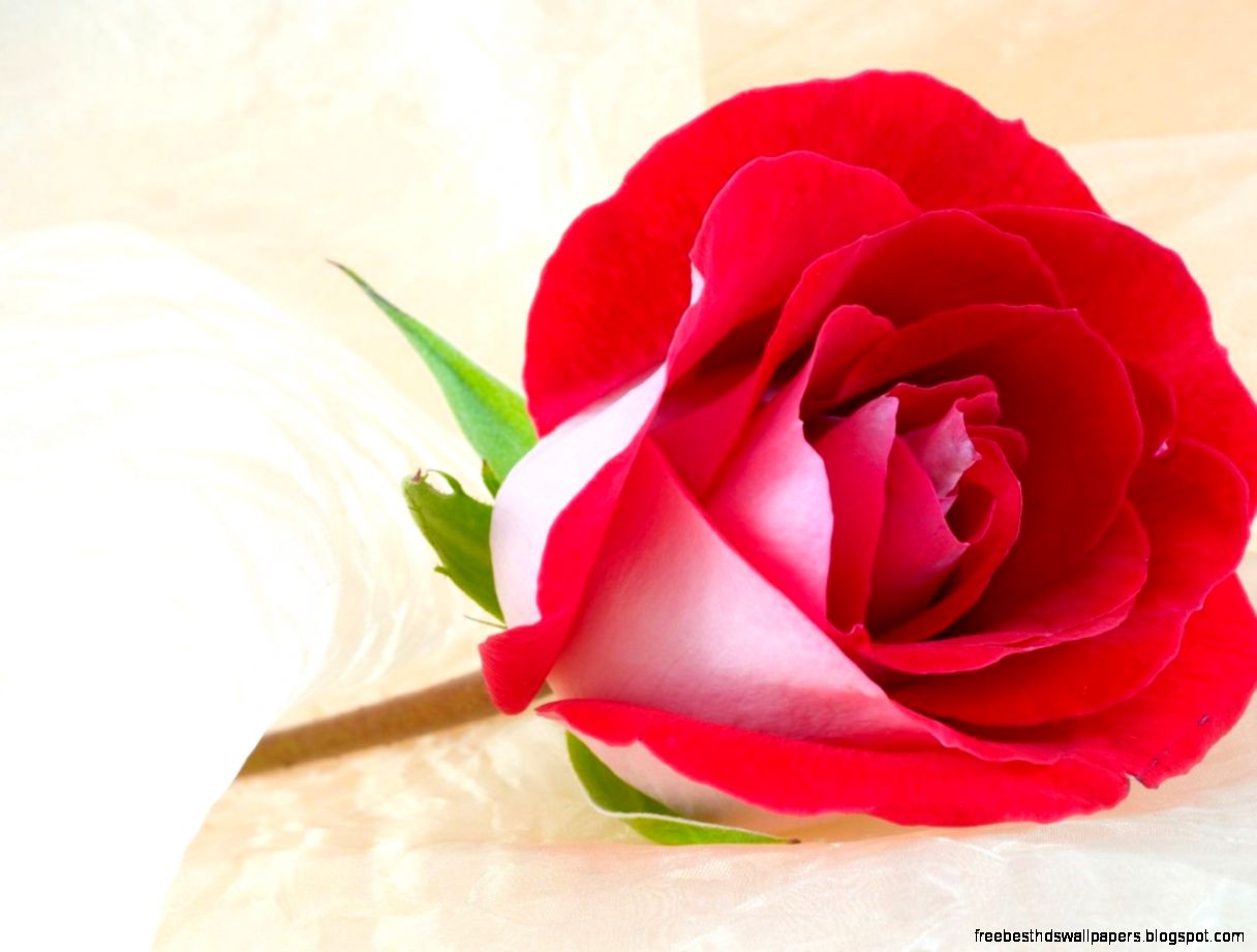 Valentine Roses Wallpaper WallpaperSafari Valentine Roses Wallpaper WallpaperSafari