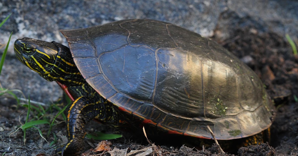 All of Nature Painted Turtle Lays Eggs