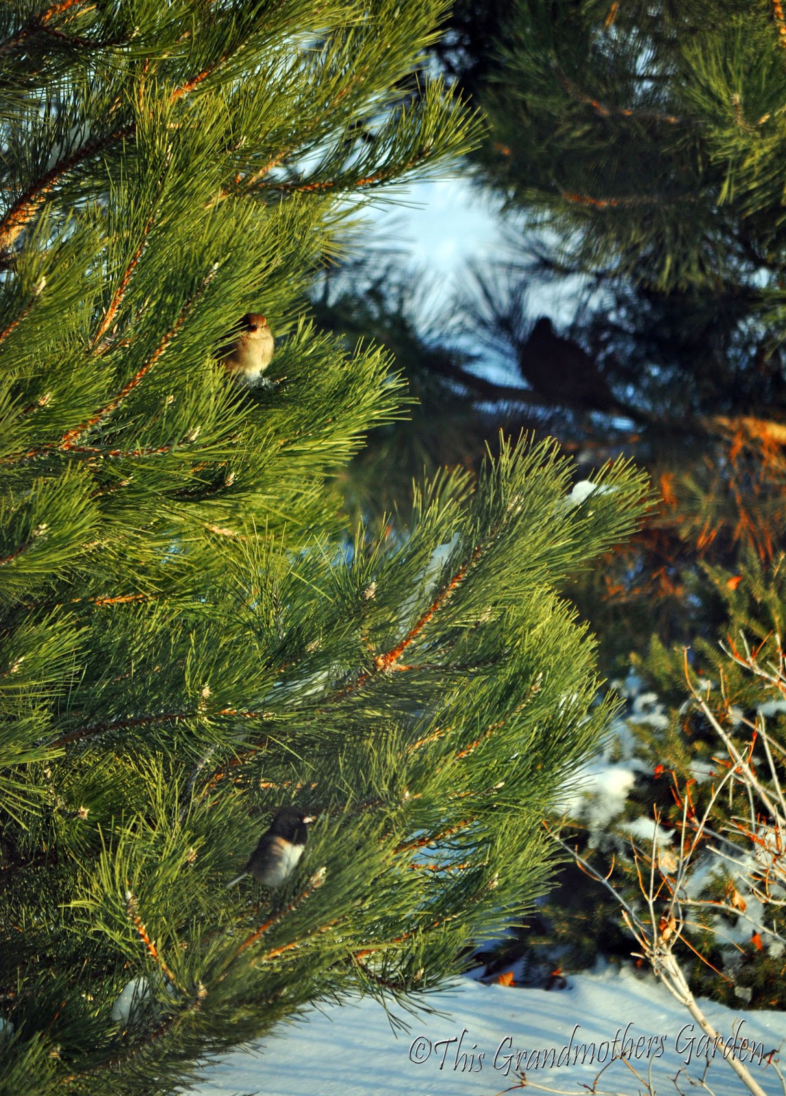 This Grandmother's Garden EVERGREENS! Every Garden Needs Them