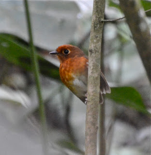 Rusty-Breasted Antpitta